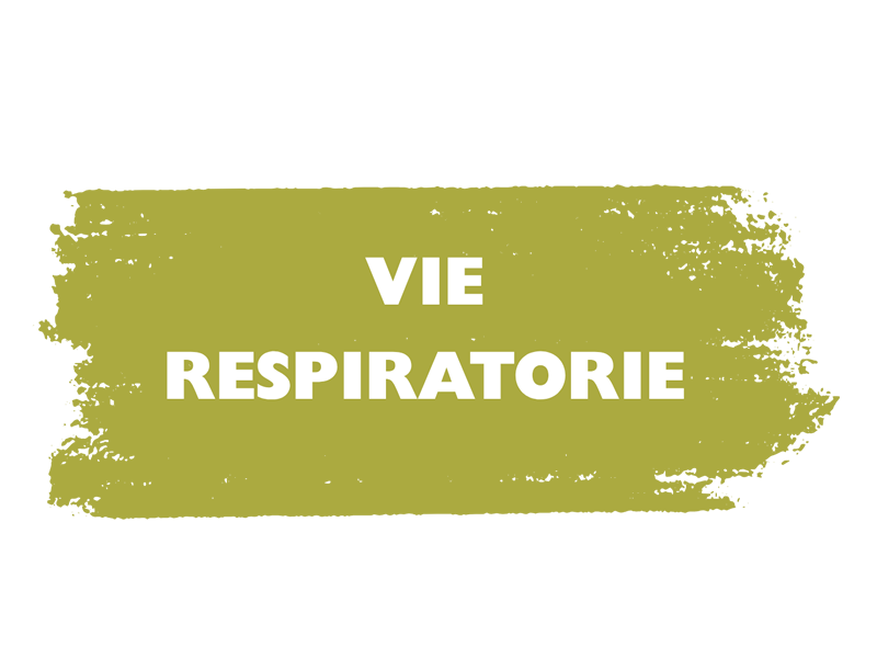 VIE RESPIRATORIE