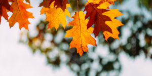 Scopri di più sull'articolo Rafforzare il sistema immunitario in vista dell’autunno
