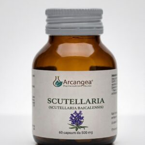 Scutellaria