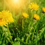 Drenanti naturali: le piante alleate del nostro benessere